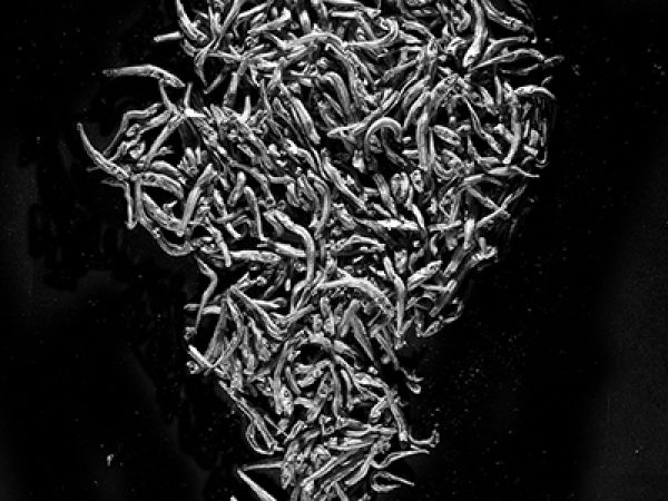 Exhibition Carnage,
20.05.2017 / 09.07.2017 
LABottega Marina di Pietrasanta.